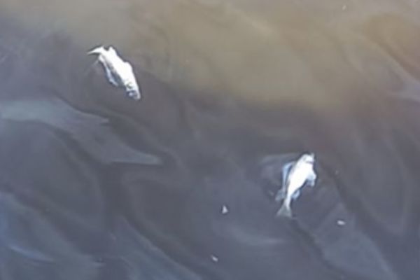 Массовый мор: петербургская рыба продолжает гибнуть из-за сложной экологической обстановки