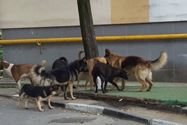 Жительница Дальнегорска рассказала об опасной стае злых собак возле городской школы