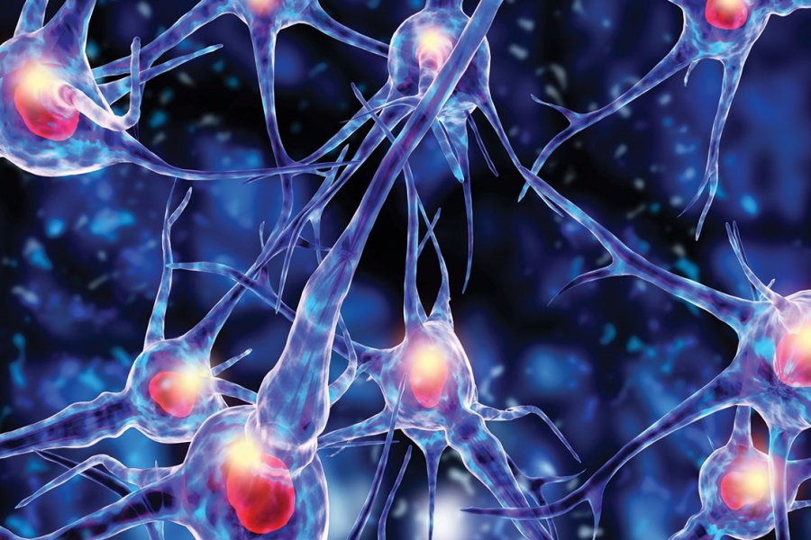 Ученые обнаружили десятки генов, блокирующих регенерацию нейронов