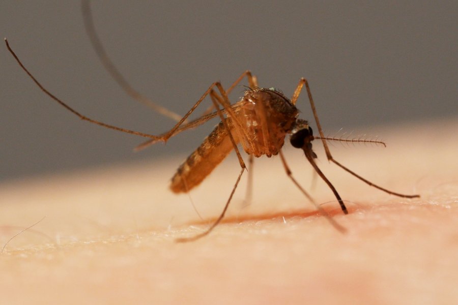 Ученые изыскали способ отучить комаров пить кровь