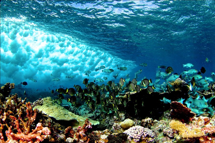 Ученые прогнозируют снижение уровня кислорода в Мировом океане