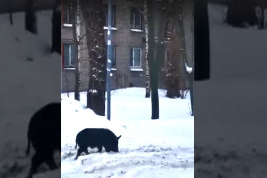 В Петербурге по городу гуляет одинокая черная свинья