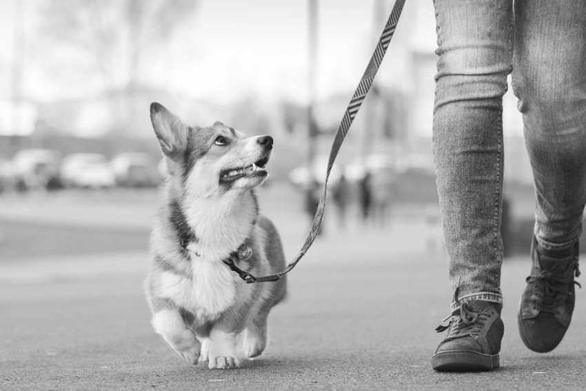 «Кто на новенького?»: петербургские собачники делили площадку для выгула при помощи пистолета