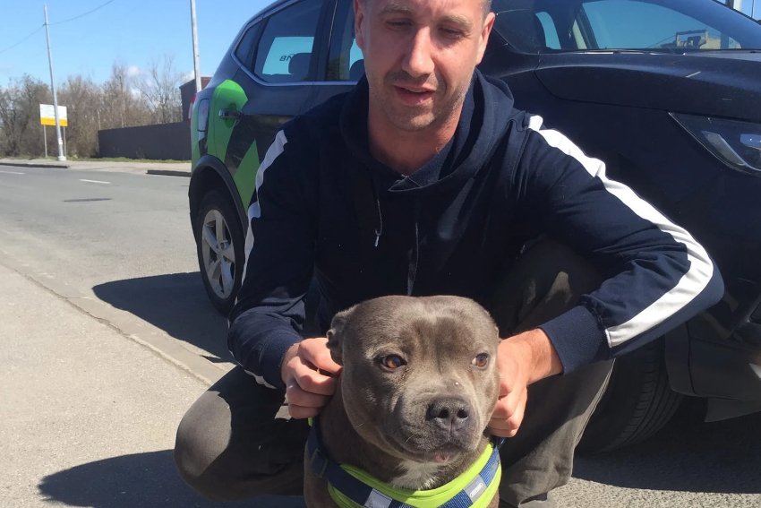 Петербуржец, обвинённый в похищении породистого пса, оказался его спасителем