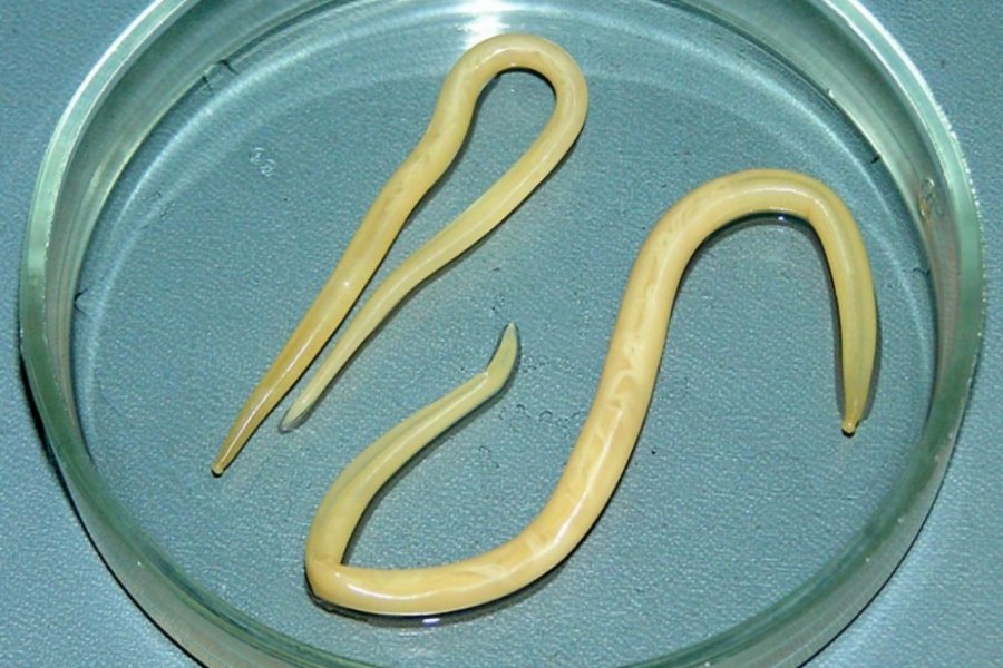 Фото острицы самки и самца