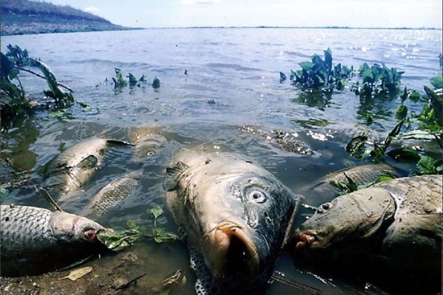 Рыба в грязной воде. Рыбы в загрязненных водоемах. Погибшая рыба в водоемах. Экологическая катастрофа. Рыбы в загрязненной воде.